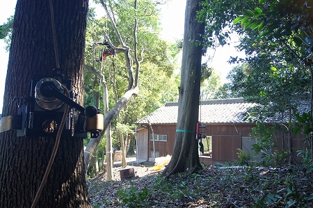 愛知県　大木伐採　神社